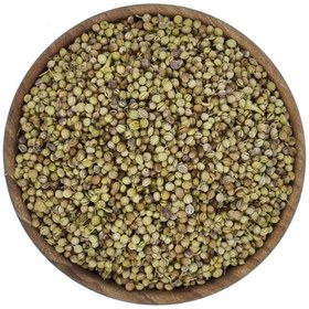 تصویر تخم گشنیز 