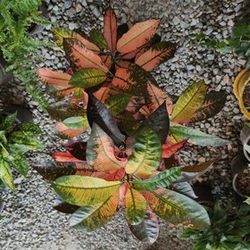 تصویر کروتون پرتقالی گیاه آپارتمانی نور دوست با برگهای پهن پاییزی 