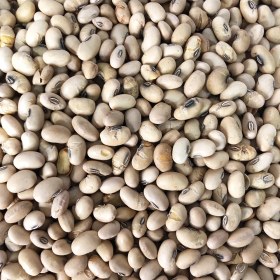 تصویر سویا برشته اجیلی 