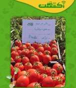 تصویر بذر گوجه پرادو سفت و پربار و صادراتی 