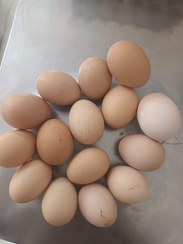 تصویر تخم مرغ طبیعی وارگانیگ 