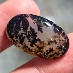 تصویر شجر قائن قواره دار 