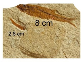 تصویر فسیل 2 ماهی سالم و برش خورده 