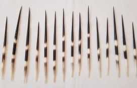 تصویر قلم روحانی خار خارپشت (تیغ تشی یا تیغ جوجه تیغی) 