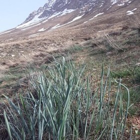 تصویر تره کوهی دامنه کوهستان چهارگل چهارمحال وبختیاری 250گرمی 