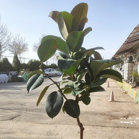 تصویر فیکوس سوفیا (با گلدان سفالی) 