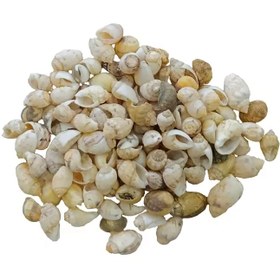 تصویر صدف ریز رنگ کرم(30گرم) مدل pkst04 