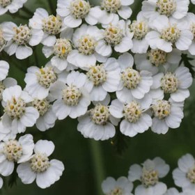 تصویر دمنوش بومادران Yarrow