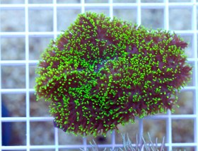 تصویر ماشروم پرزدار سبز نئون Neon green Hairy Mushroom Coral