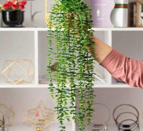 تصویر اویز شمشاد ۱۶شاخه 