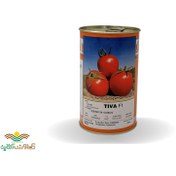 تصویر بذر گوجه فرنگی هیبرید تیوا F1 تعداد ۵۰۰۰ عدد 