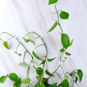 تصویر گیره پتوس بسته(۸عددی) 