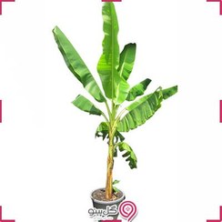 تصویر گیاه درختچه موز 