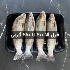 تصویر ماهی قزل آلا 