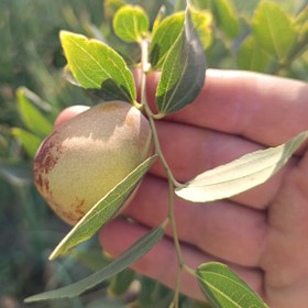 تصویر عناب پیوندی اوکراینی 