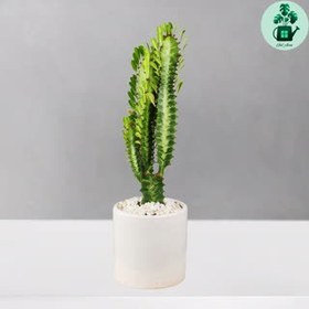 تصویر افوربیا تریگونا 