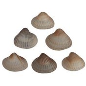 تصویر مجموعه شش عددی صدف زیبای ساحل (گوش ماهی) 