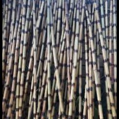 تصویر چوب سندبلاس شده بامبو نی بامبو چوب گیاه بامبو نی خیزران کنارسالنی 