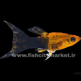 تصویر مولی پاندا 