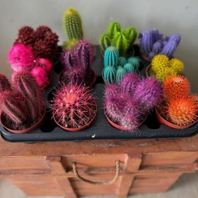 تصویر کاکتوس مناسب هدیه 