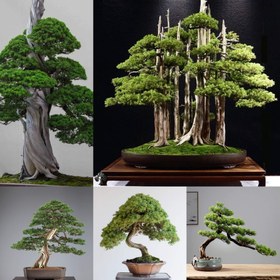 تصویر بذر بونسای سرو ها 