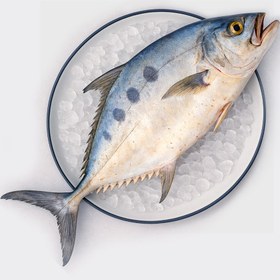 تصویر ماهی سارم (فیله) 