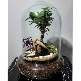 تصویر فیکوس رتوزا مدل تراریوم کد 08 