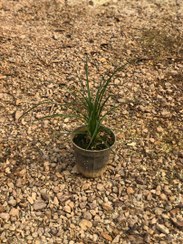 تصویر نخل لیندا 