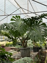 تصویر برگ انجیری مونسترا 