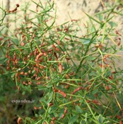 تصویر بذر خارشتر Alhagi maurorum 
