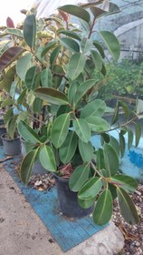 تصویر فیکوس الاستیکا سبز 