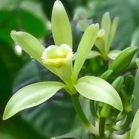 تصویر بذر ارکیده وانیل 10 عددی 