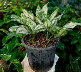 تصویر آگلونما برفی 