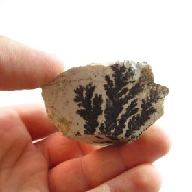 تصویر سنگ راف شجر فسیلی کد 1978 