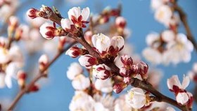 تصویر دانلود فوتیج شکوفه گل زردآلو Apricot Branch With Flowers Blossoming 