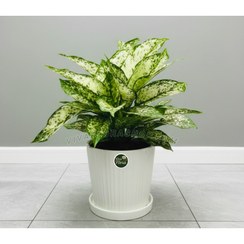 تصویر گیاه آگلونما برفی با گلدان سرامیک 