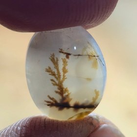 تصویر شجر قائنات. 