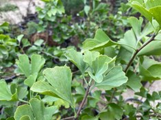 تصویر نهال جینکو بیلوبا هفتاد تا صد سانتیمتر گلدانی Ginkgo biloba seedlings seventy to one hundred centimeters in pots