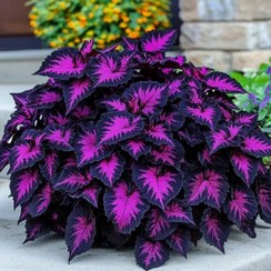 تصویر بذر حسن یوسف اژدهای سیاه 10 عددی 