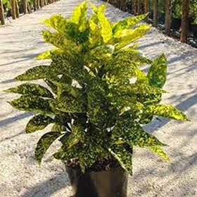 تصویر گل آکوبا ۱ متری 