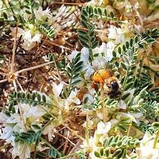 تصویر عسل گون گز حلبی ( عمده فروشی) Honey-like gaz 