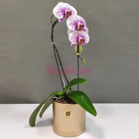 تصویر ارکیده بنفش چیتی 