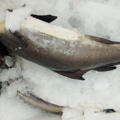 تصویر ماهی دریا شیر سکن 