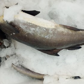 تصویر ماهی دریا شیر سکن 