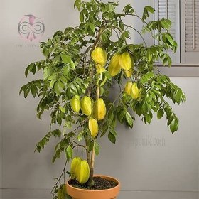 تصویر نهال استارفروت 3 ساله Starfruit plant