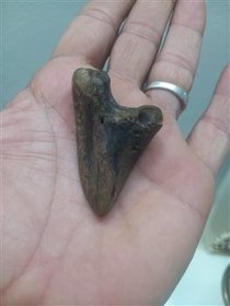 تصویر دندان کوسه قدیمی 