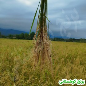 تصویر برنج هاشمی درجه یک 10 کیلویی الک دو 