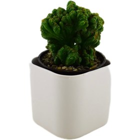 تصویر کاکتوس صخره ای 