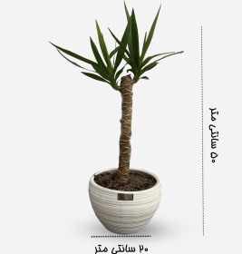 تصویر یوکا کد 3 