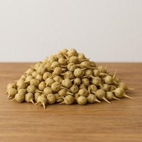 تصویر اسپند نخودی 